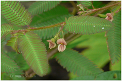 Aeschynomene americana